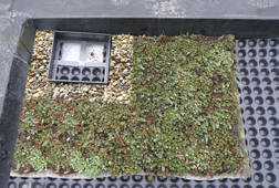 Etape de pose d'un toit vert Nidasedum
