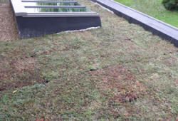 Etape de pose d'un toit vert Nidasedum