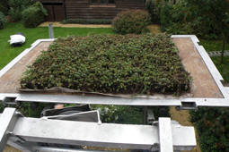 Etape de pose d'un toit vert Nidasedum