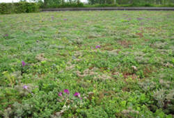 Etape de pose d'un toit vert Nidasedum