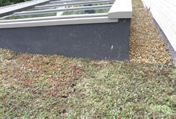 Etape de pose d'un toit vert Nidasedum