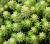 Sedum sexengulaire