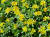 Sedum floriferum