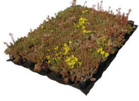 nidasedum