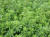Sedum album