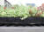 plaque precultiv� en sedum