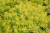 Sedum rupestre