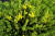 Sedum acre