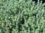 Sedum reflexum