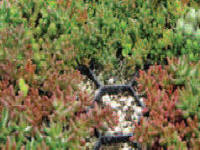 detail sedum